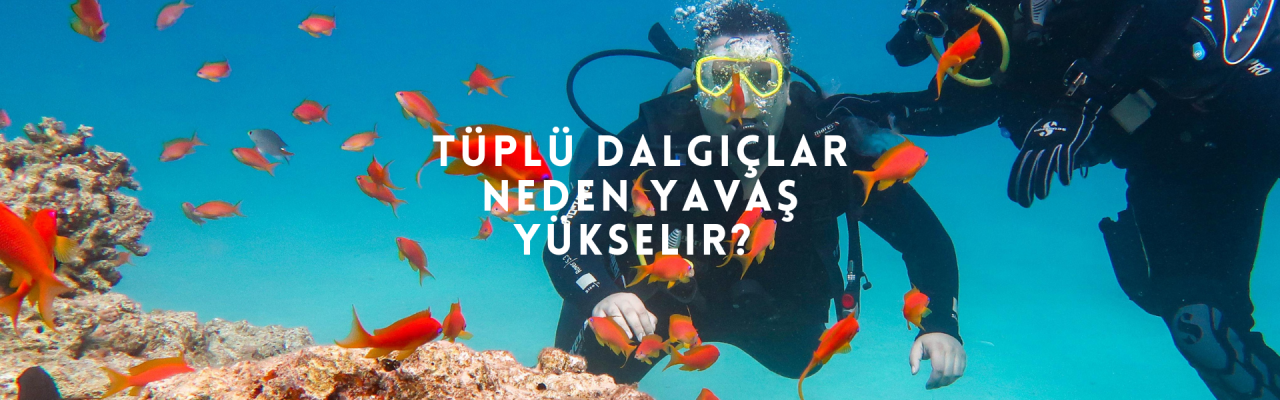 Tüplü Dalgıçlar Neden Yavaş Yükselir? Tüplü Dalışta Alçalma ve Yükselme